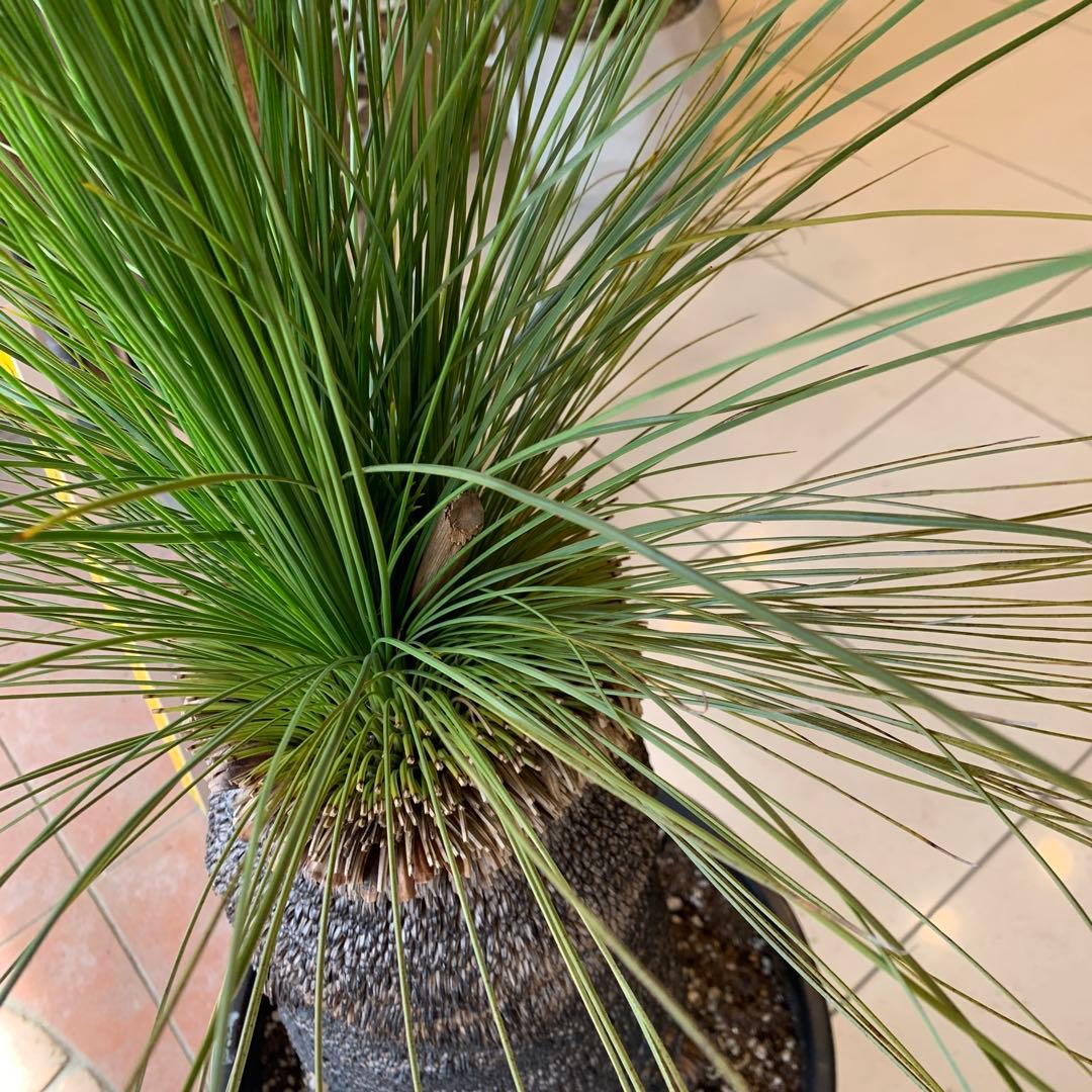 幹高め　分頭 クサントロエア ジョンソニー ブラックボーイ 発根済み