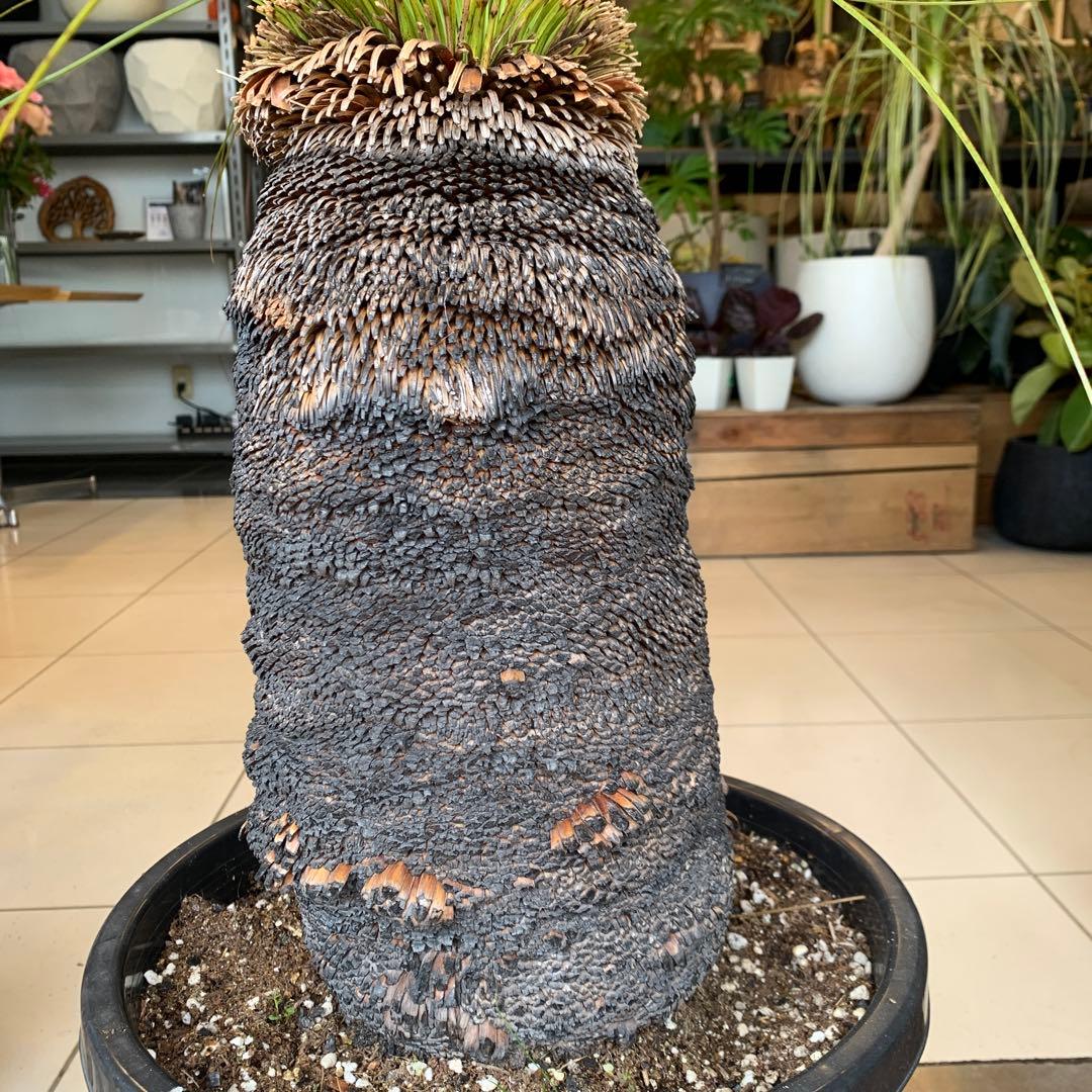 幹高め　分頭 クサントロエア ジョンソニー ブラックボーイ 発根済み