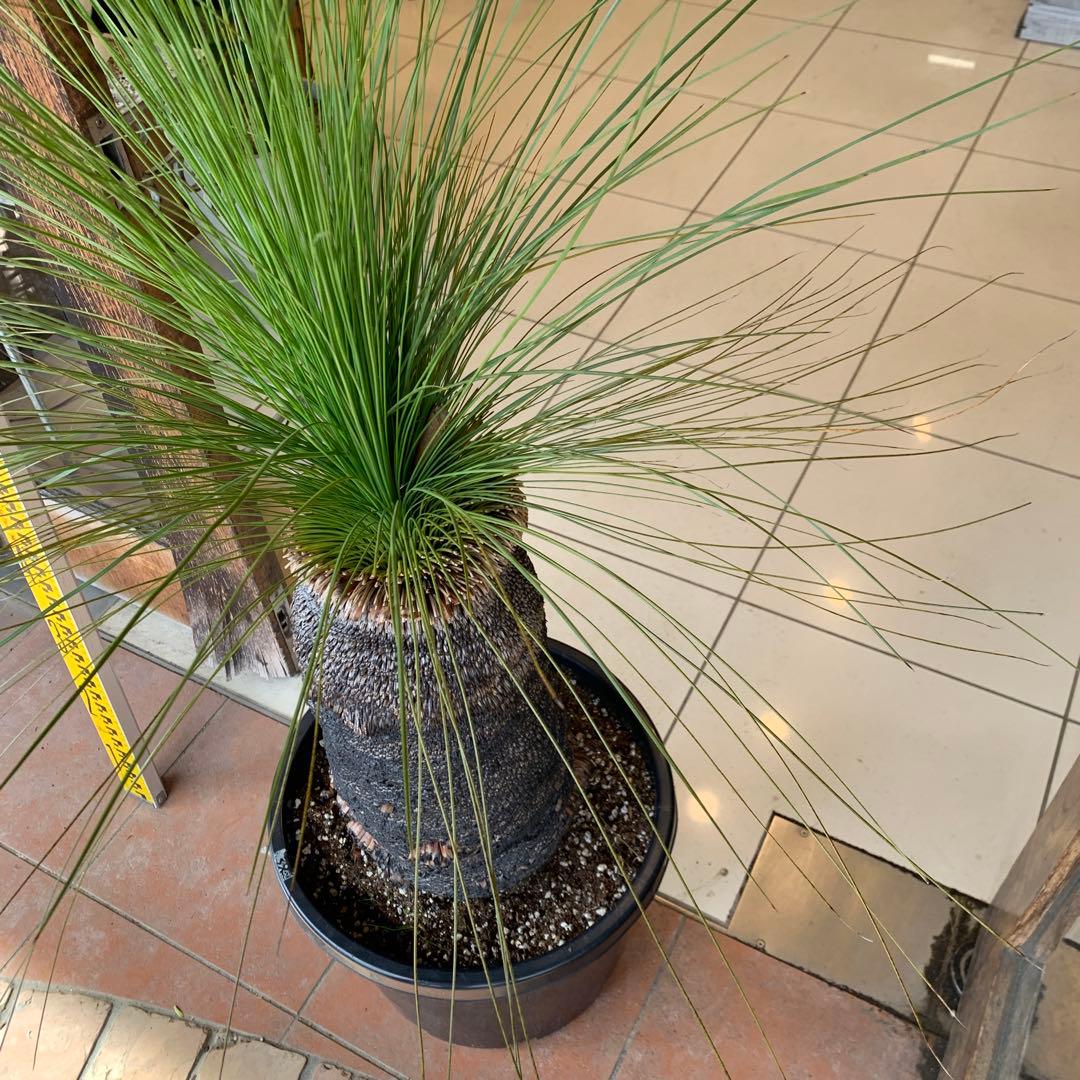 幹高め　分頭 クサントロエア ジョンソニー ブラックボーイ 発根済み