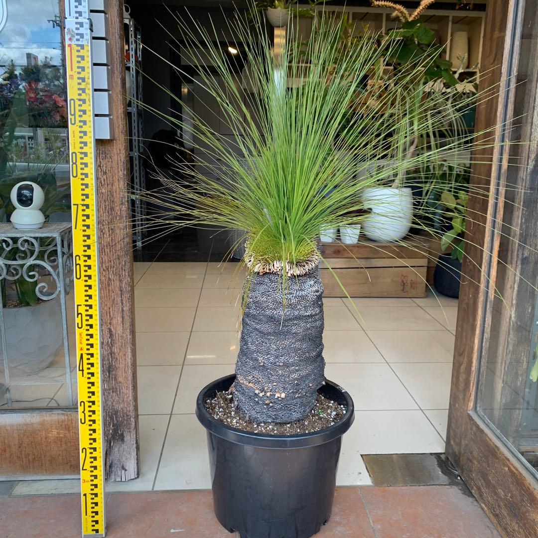 幹高め　分頭 クサントロエア ジョンソニー ブラックボーイ 発根済み