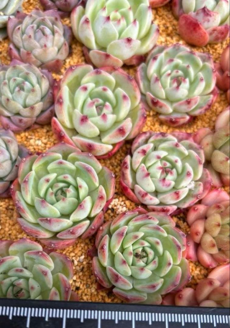 ෆ˚*感謝セールෆ˚* ベゴニア 1苗 抜き苗 寄せ植え 多肉植物