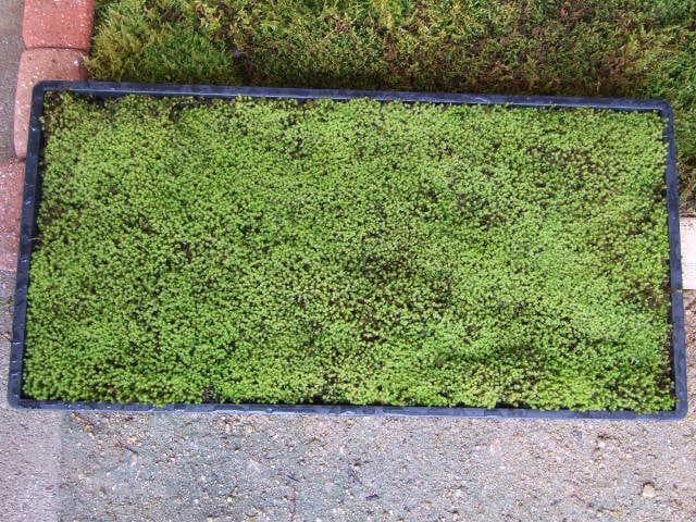 teru3　コケ各種5.5パレット他カサゴケ15本2P