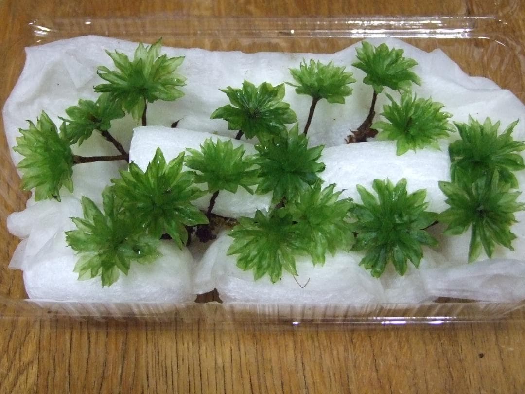 teru3　コケ各種5.5パレット他カサゴケ15本2P