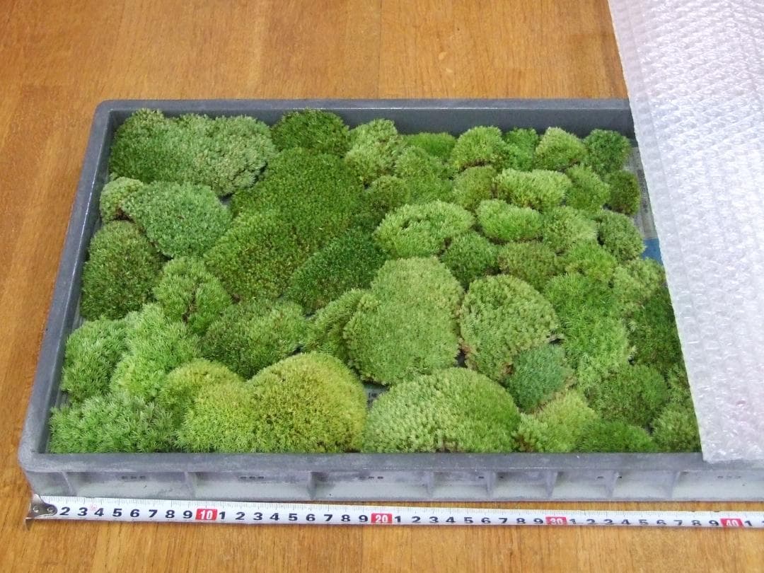 teru3　コケ各種5.5パレット他カサゴケ15本2P