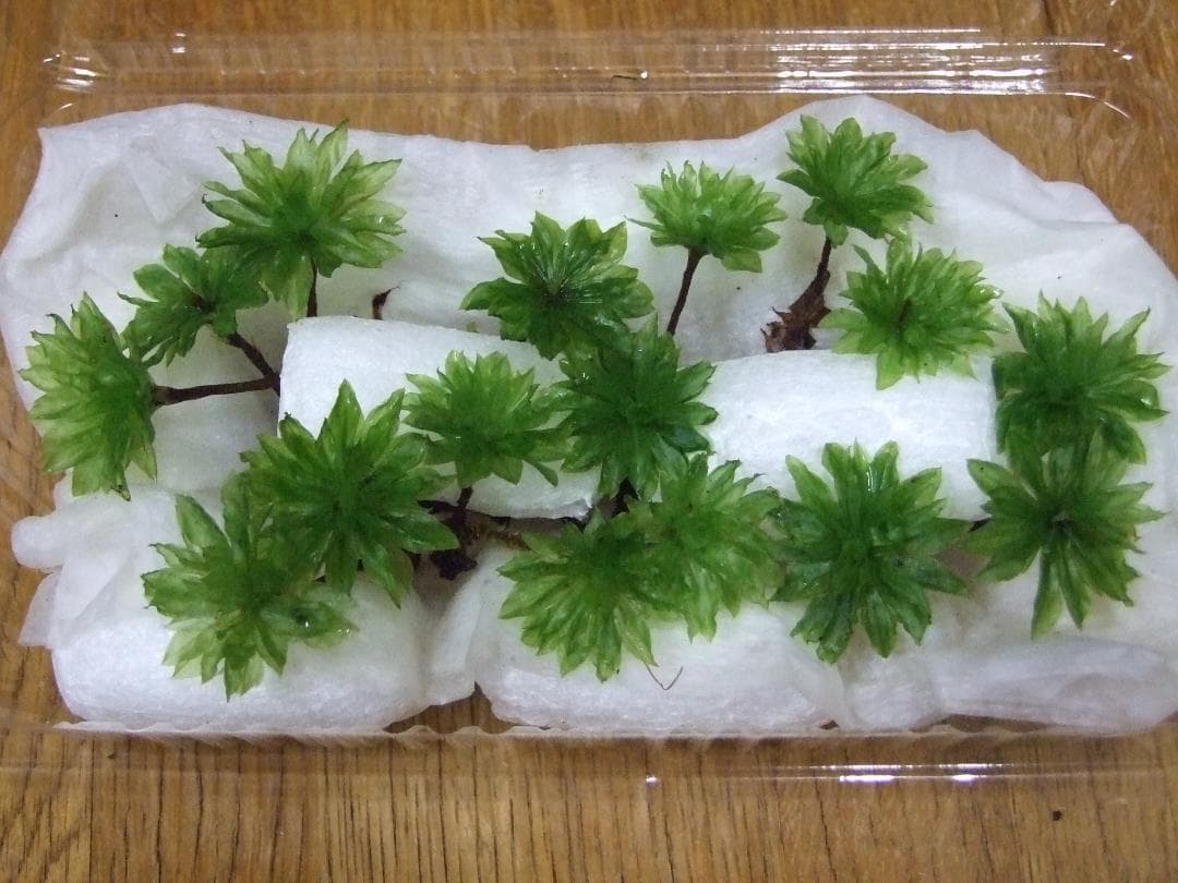 teru3　コケ各種5.5パレット他カサゴケ15本2P