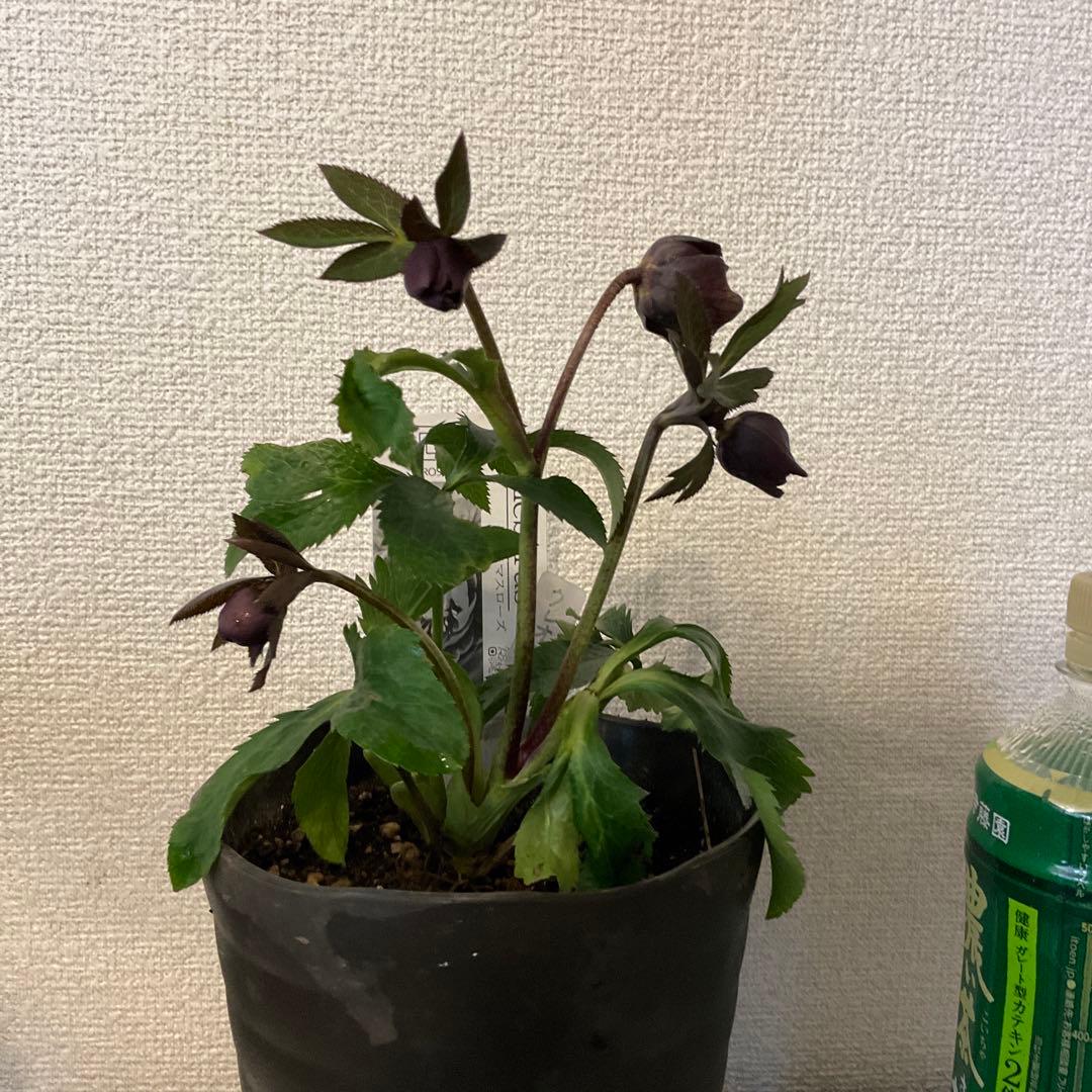 クリスマスローズ、クレオパトラ、ダークブラウン、ラベル付き、広瀬