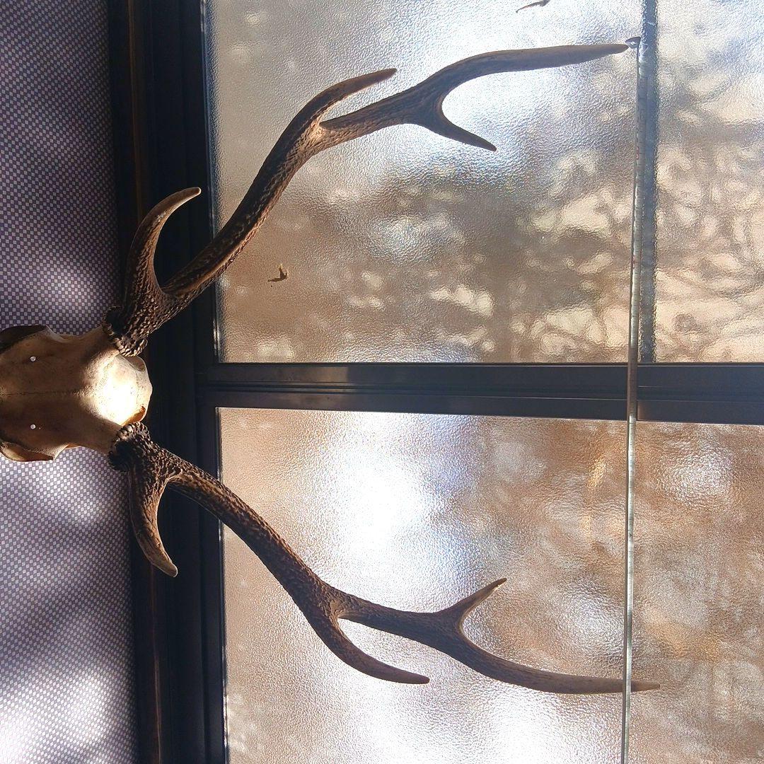 富士河口湖町産）雄鹿の頭骨 置物 2本の角付き - メルカリ