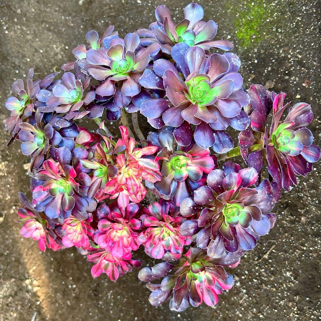 厳選‼️アエオニウム　シャネルレインボー　七彩ハーフ顔　株ごと　巨大株　抜き苗