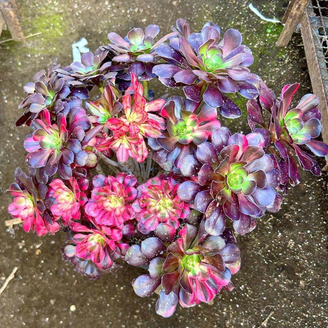 厳選‼️アエオニウム　シャネルレインボー　七彩ハーフ顔　株ごと　巨大株　抜き苗