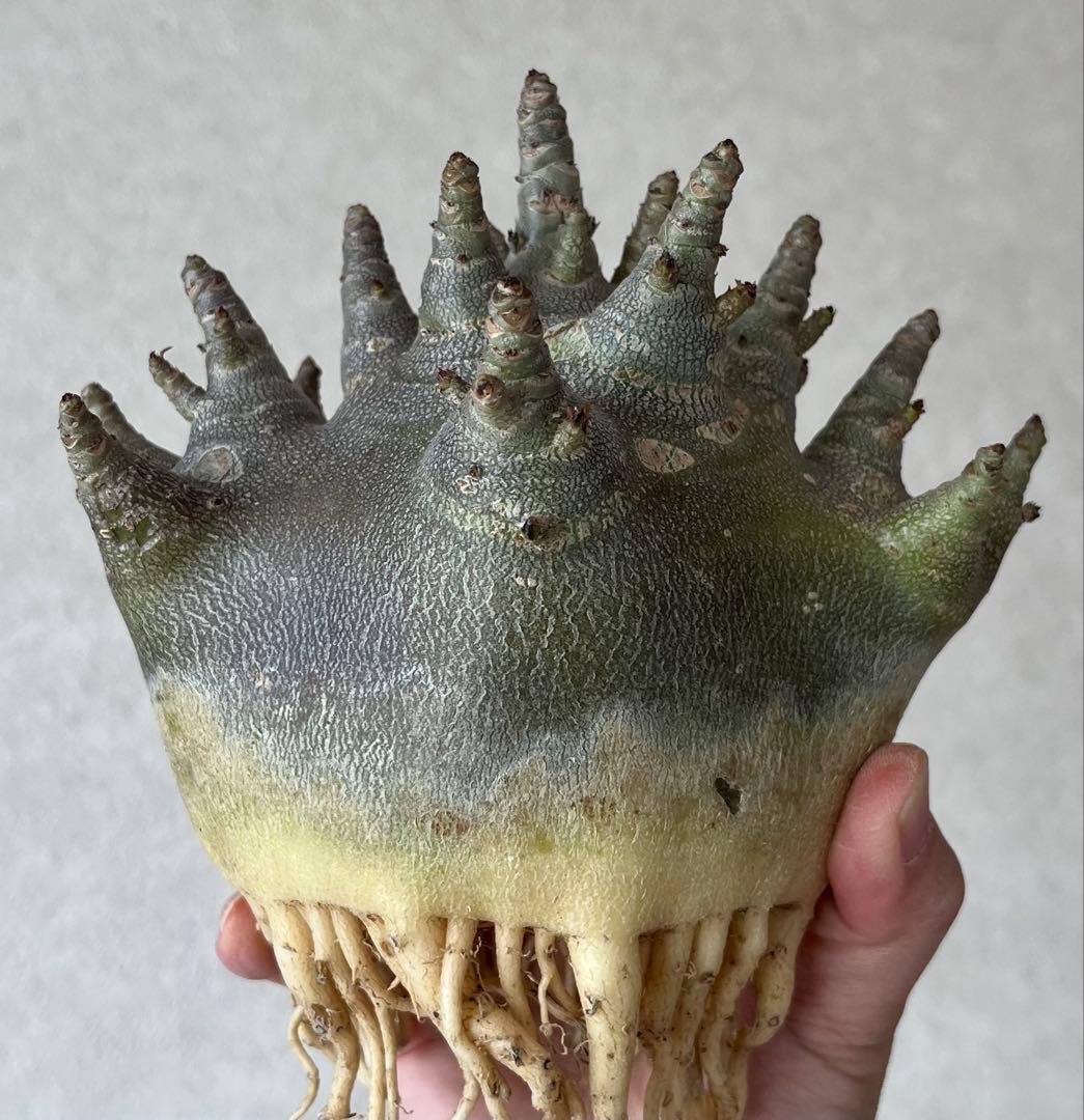 【激レア/ブラックスキン/ドワーフ/超極太 】アデニウム ガラメー ②