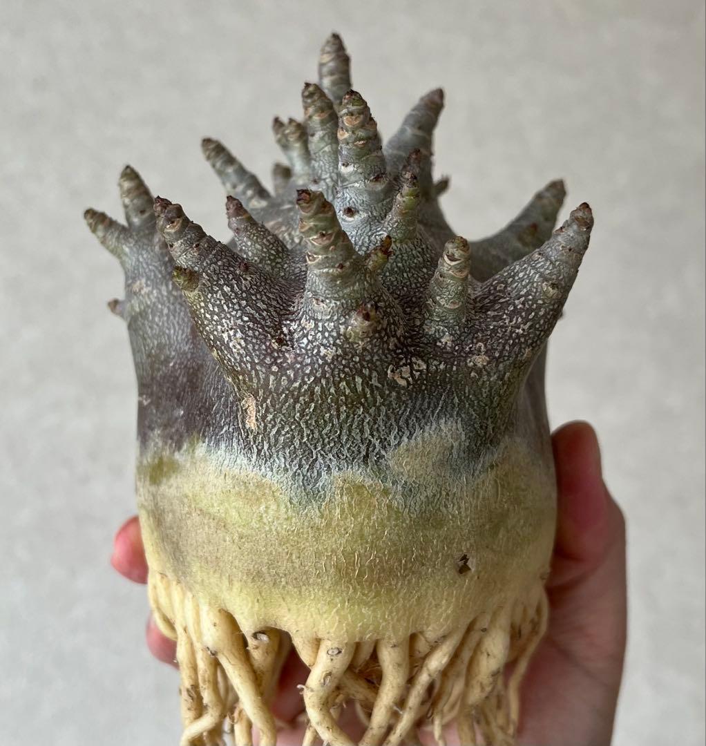 【激レア/ブラックスキン/ドワーフ/超極太 】アデニウム ガラメー ②