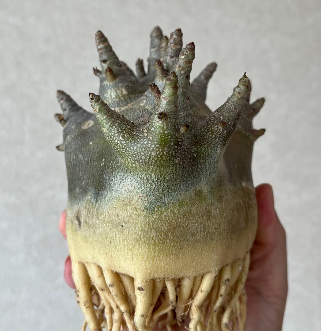 【激レア/ブラックスキン/ドワーフ/超極太 】アデニウム ガラメー ②