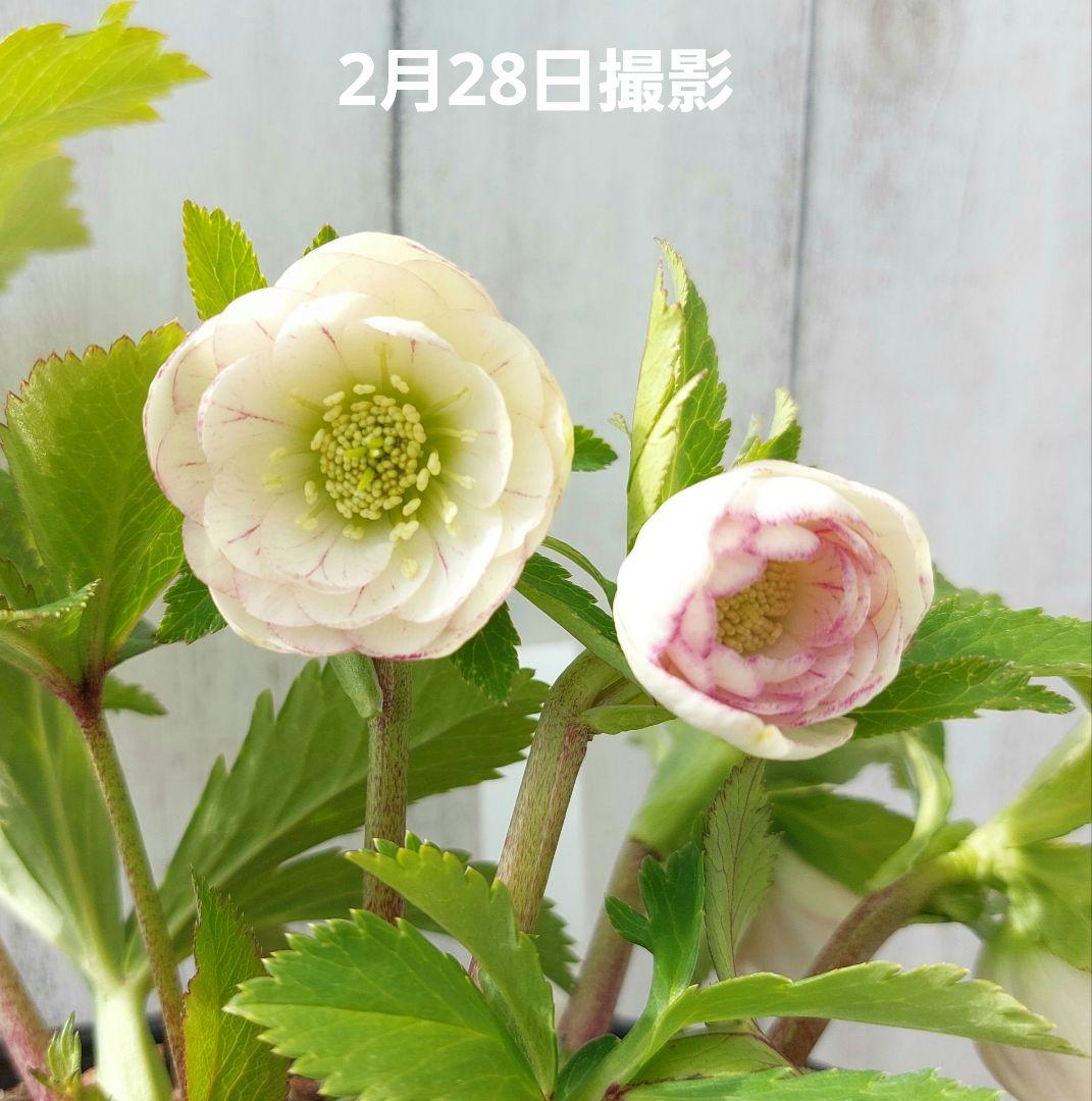 クリスマスローズ 加藤農園② リトルプリマヴェーラ系 多花 花苗 5号 1