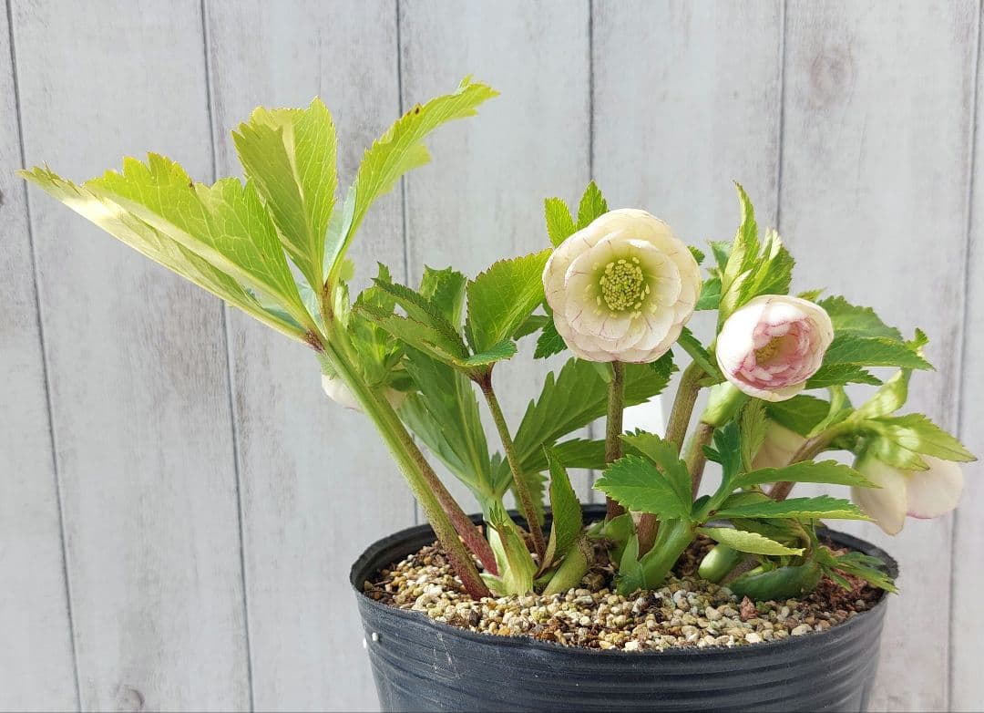 クリスマスローズ 加藤農園② リトルプリマヴェーラ系 多花 花苗 5号 1