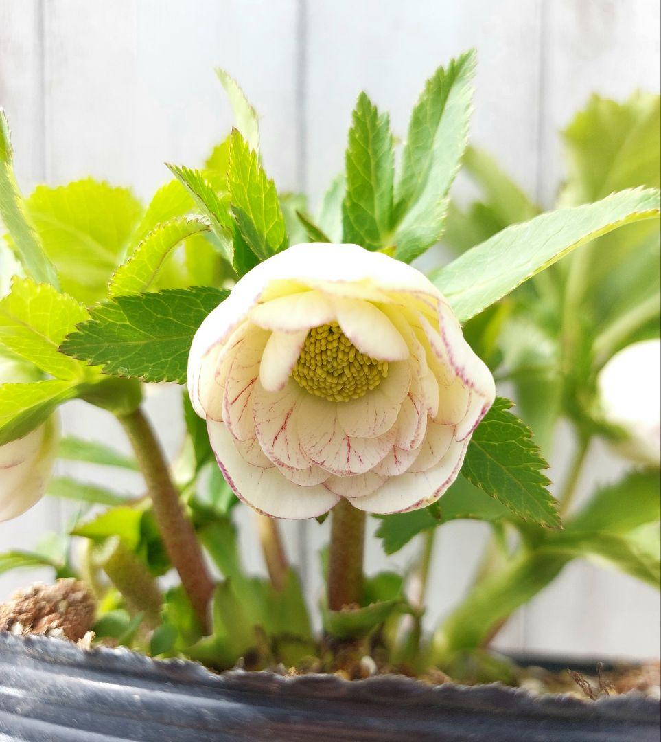 クリスマスローズ 加藤農園② リトルプリマヴェーラ系 多花 花苗 5号 1