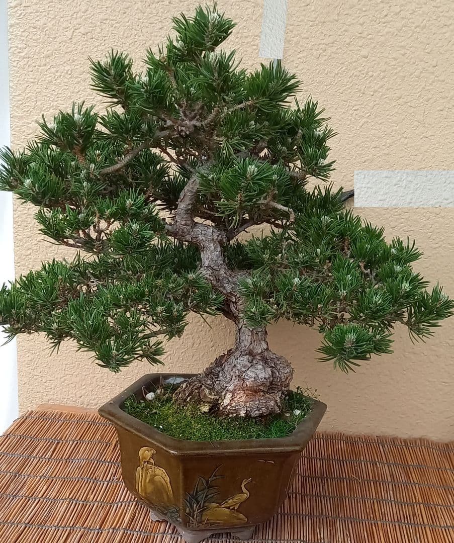 ※10月26日剪定後の写真3枚追加※ ●盆栽● ●寸消黒松● ●樹齢50年位●