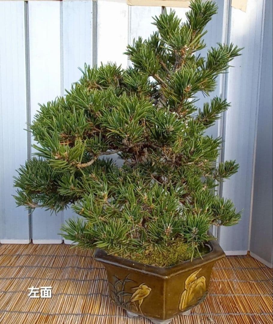 ※10月26日剪定後の写真3枚追加※ ●盆栽● ●寸消黒松● ●樹齢50年位●