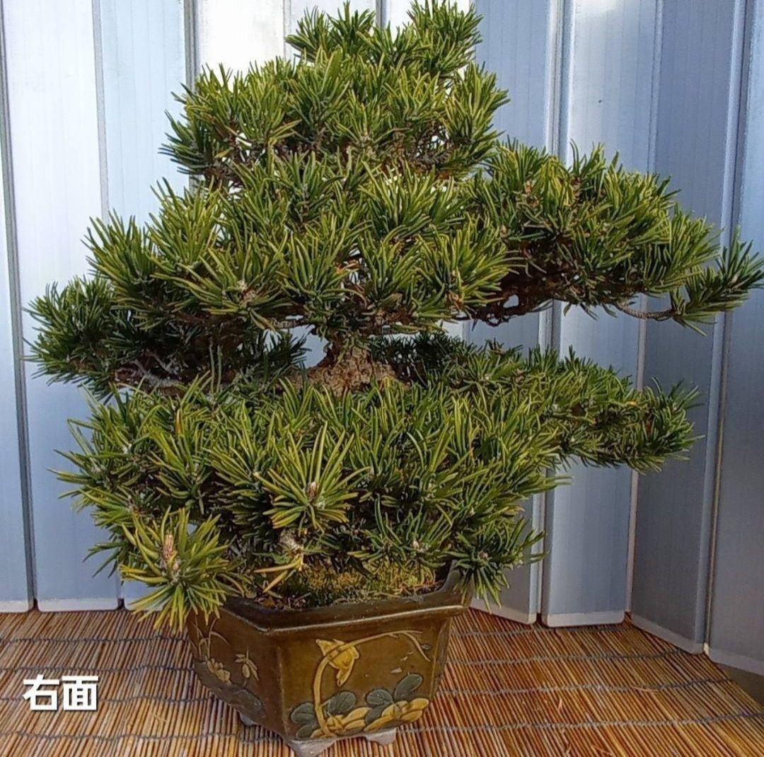 ※10月26日剪定後の写真3枚追加※ ●盆栽● ●寸消黒松● ●樹齢50年位●