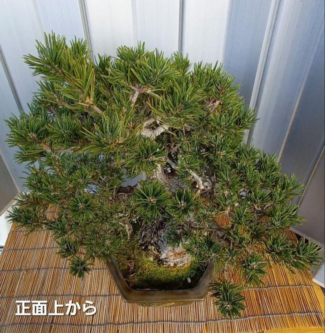 ※10月26日剪定後の写真3枚追加※ ●盆栽● ●寸消黒松● ●樹齢50年位●
