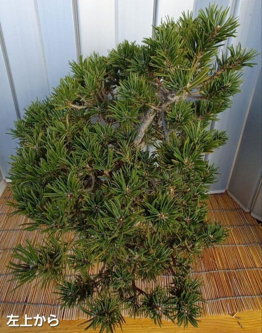 ※10月26日剪定後の写真3枚追加※ ●盆栽● ●寸消黒松● ●樹齢50年位●