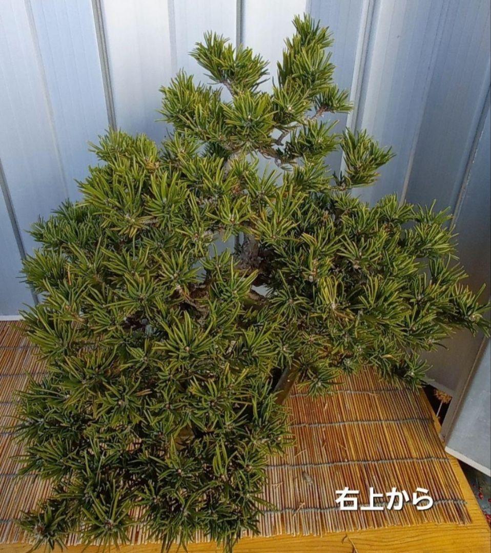 ※10月26日剪定後の写真3枚追加※ ●盆栽● ●寸消黒松● ●樹齢50年位●