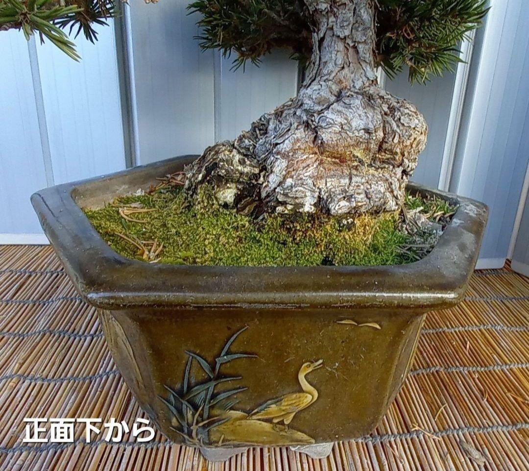 ※10月26日剪定後の写真3枚追加※ ●盆栽● ●寸消黒松● ●樹齢50年位●