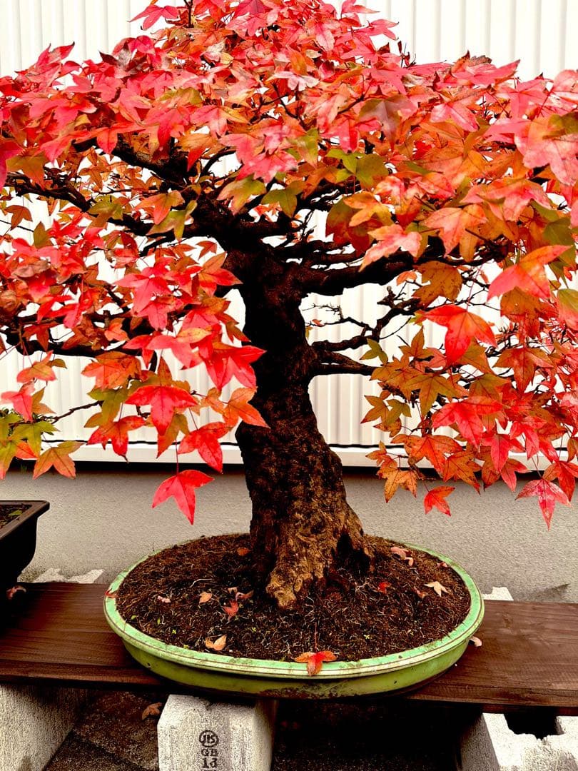 楓 盆栽 樹齢50年