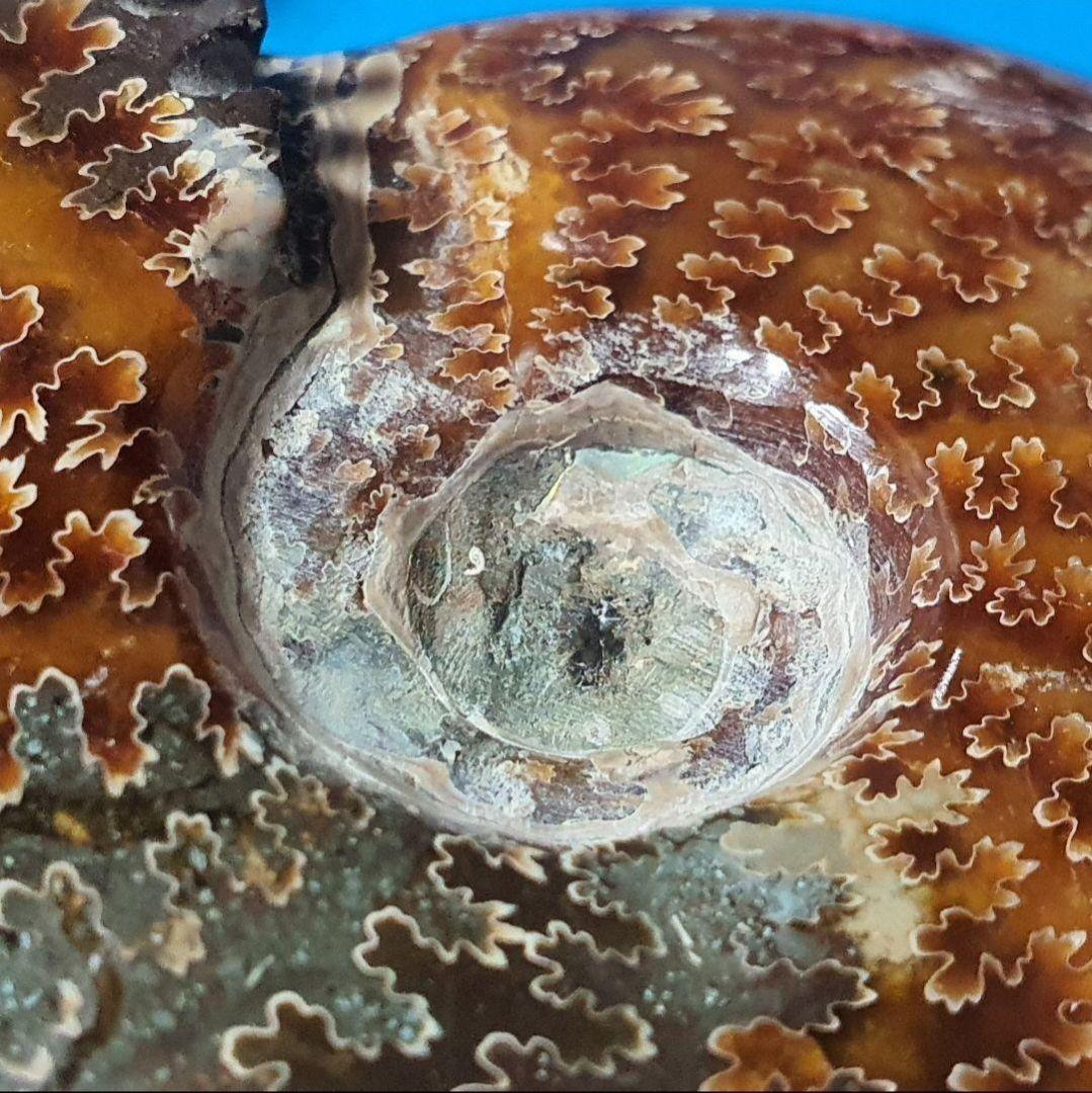 大型マダガスカル産 アンモナイト 化石 縫合線付