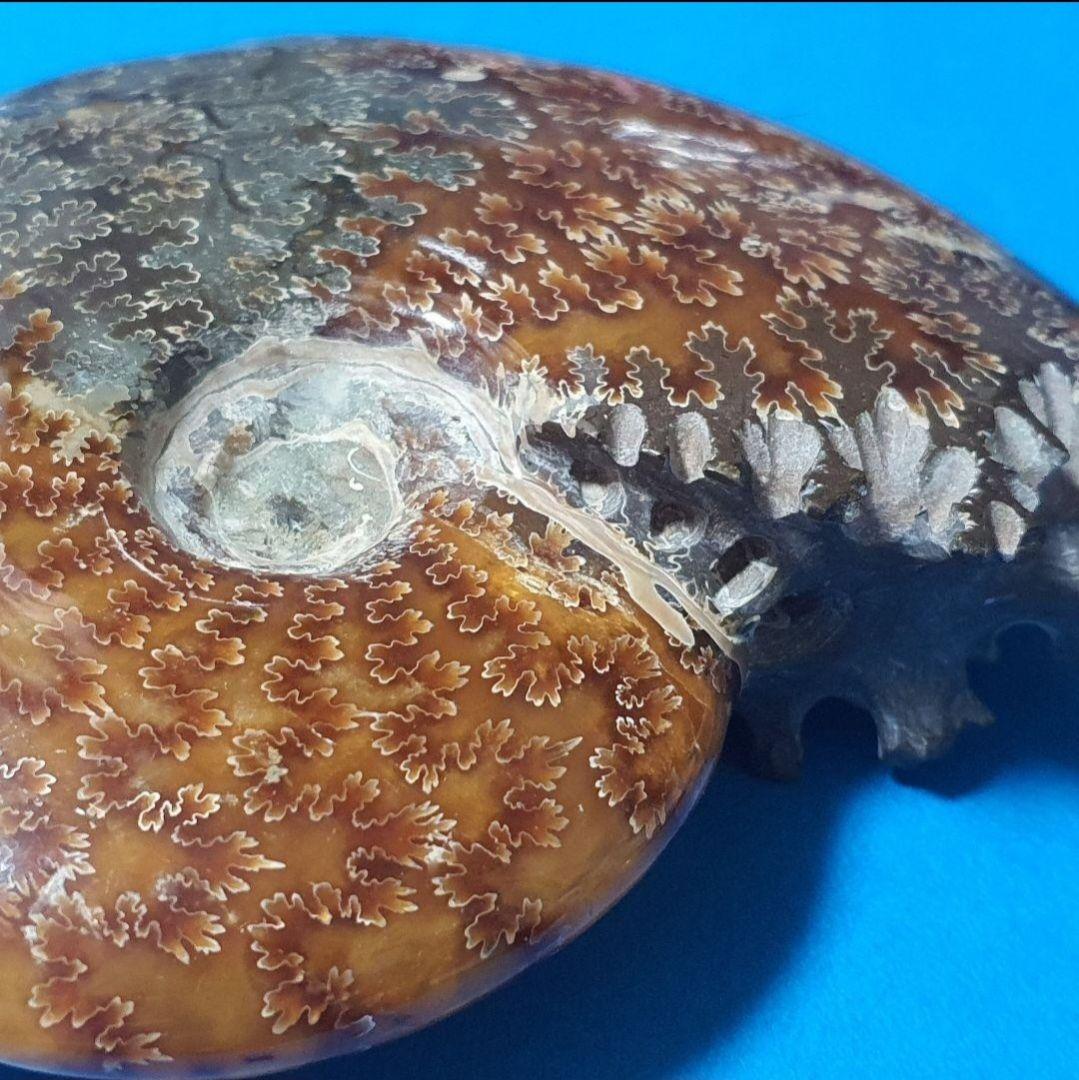 大型マダガスカル産 アンモナイト 化石 縫合線付