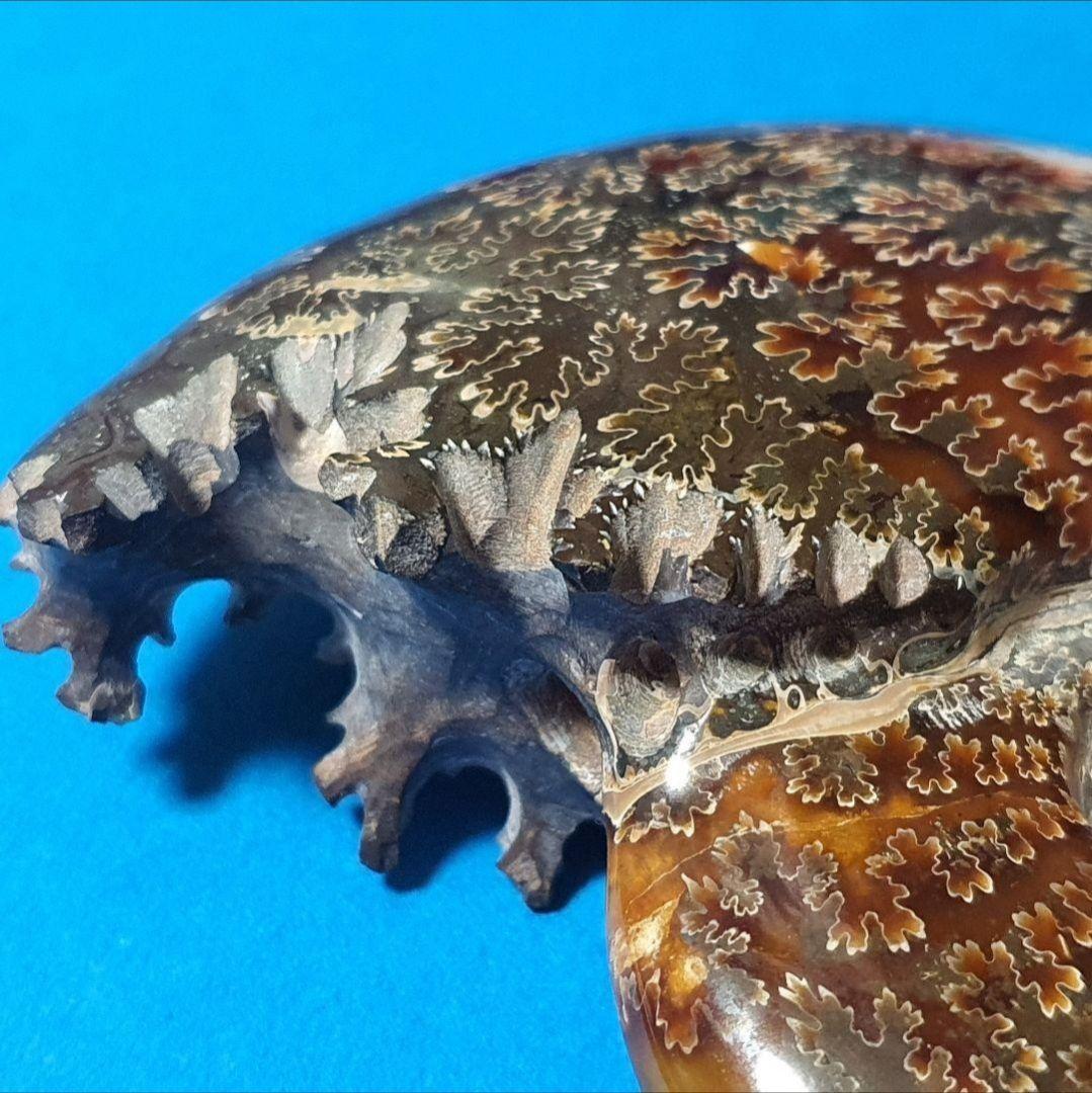 大型マダガスカル産 アンモナイト 化石 縫合線付