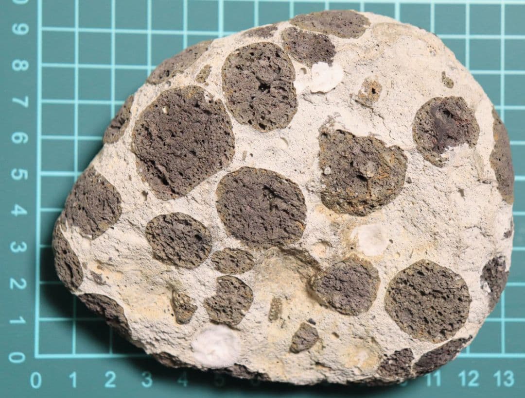 【海からの贈り物】軽石(まだら模様 パンダ石)