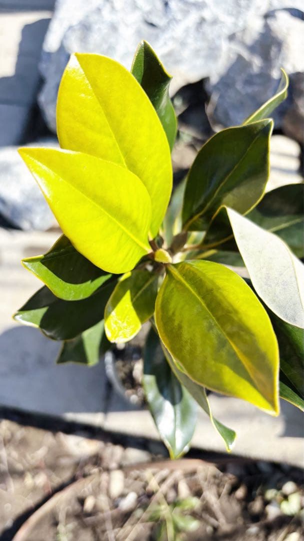 美形。リトルジェム 58cm(鉢底から)品番D - メルカリ