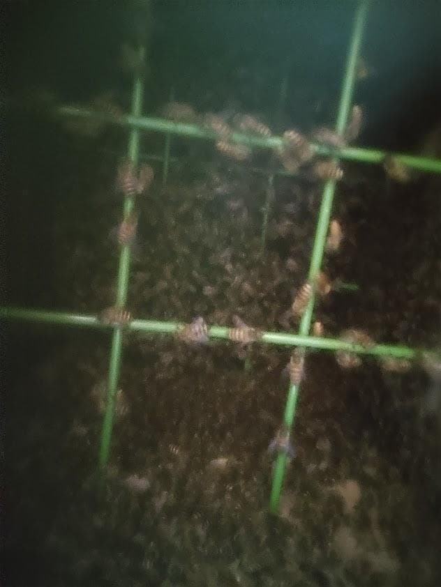 日本蜜蜂 重箱式巣箱4段 スライド底板 付巣門台座　スノコ＋スイスイスカッター