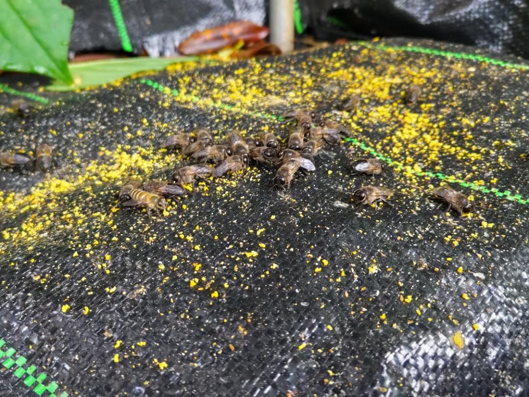 日本蜜蜂 重箱式巣箱4段 スライド底板 付巣門台座　スノコ＋スイスイスカッター