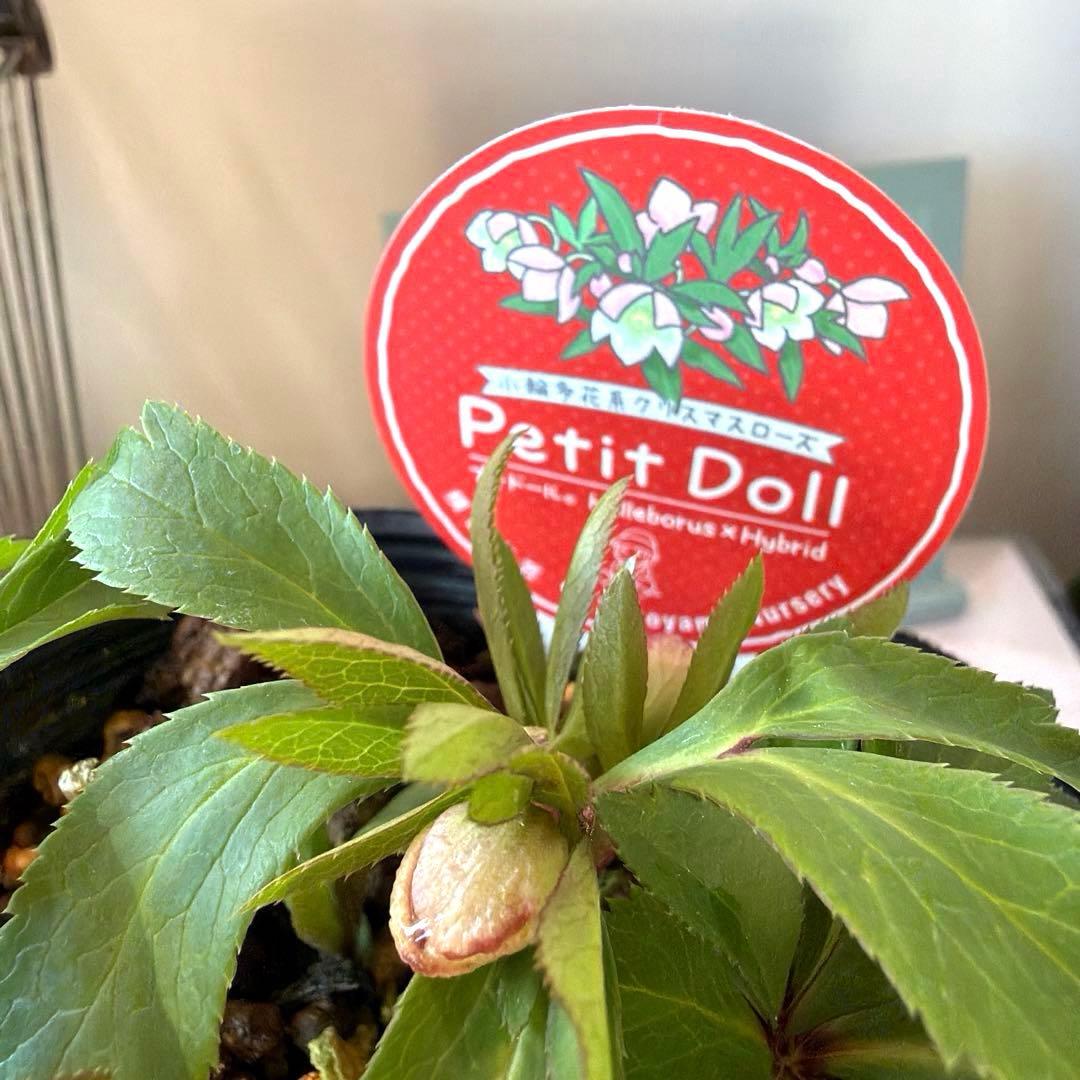 【横山園芸】クリスマスローズ ベビードール（プチドール）《1/10》バイカラー