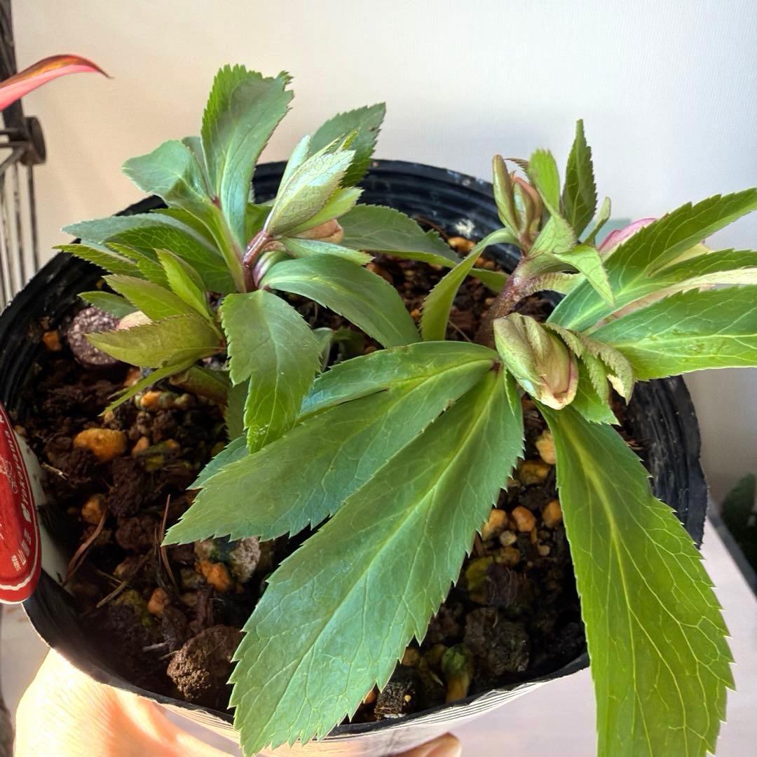 【横山園芸】クリスマスローズ ベビードール（プチドール）《1/10》バイカラー