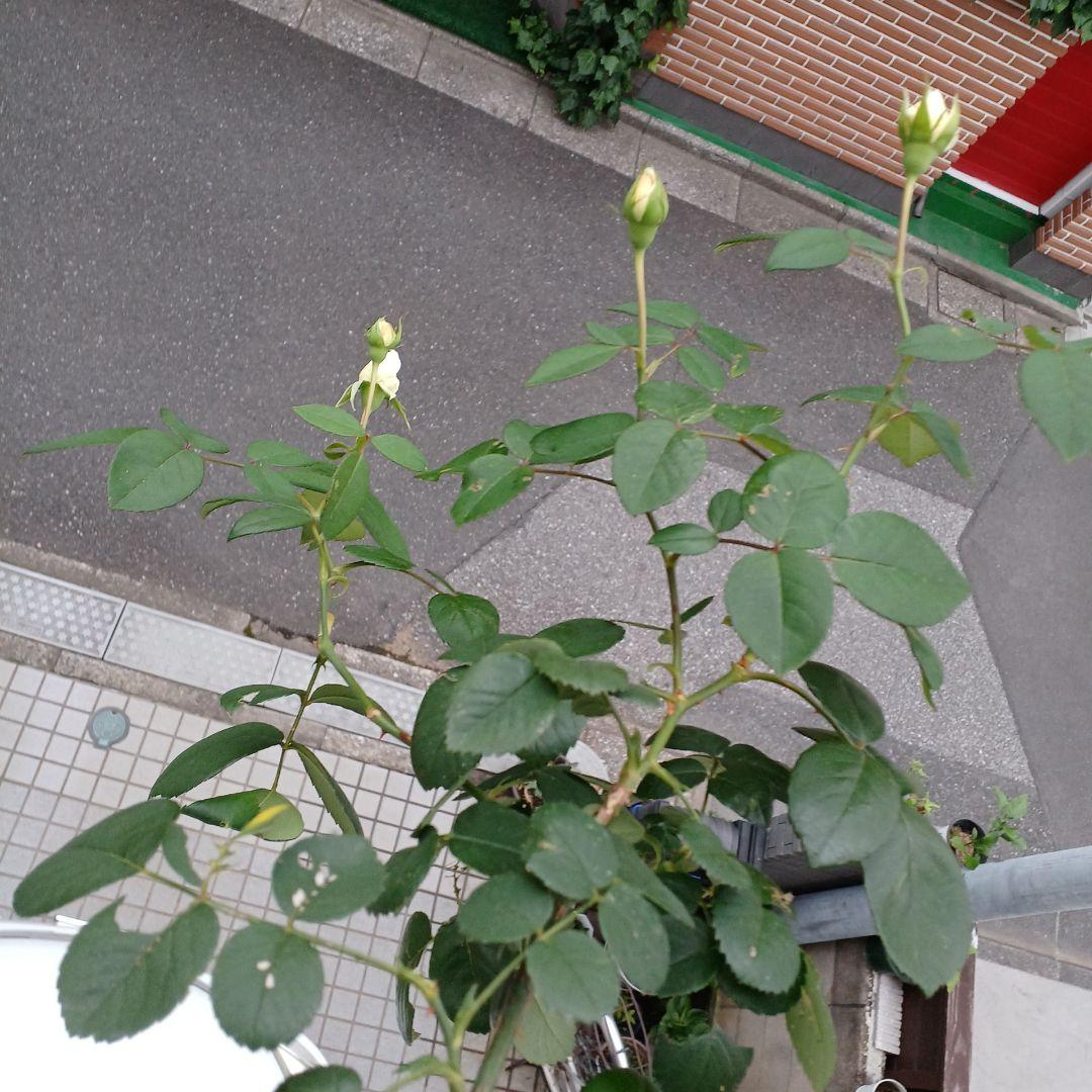 四季咲きツルバラ抜き苗画像9～10