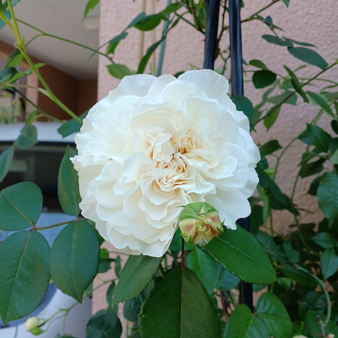 四季咲きツルバラ抜き苗画像9～10