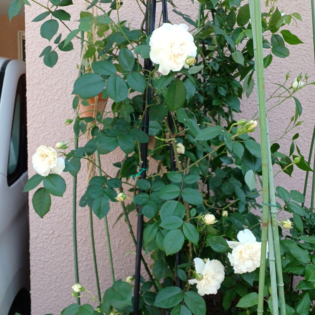 四季咲きツルバラ抜き苗画像9～10