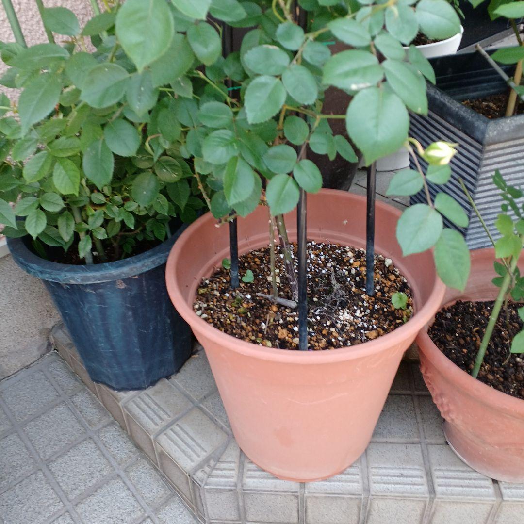 四季咲きツルバラ抜き苗画像9～10