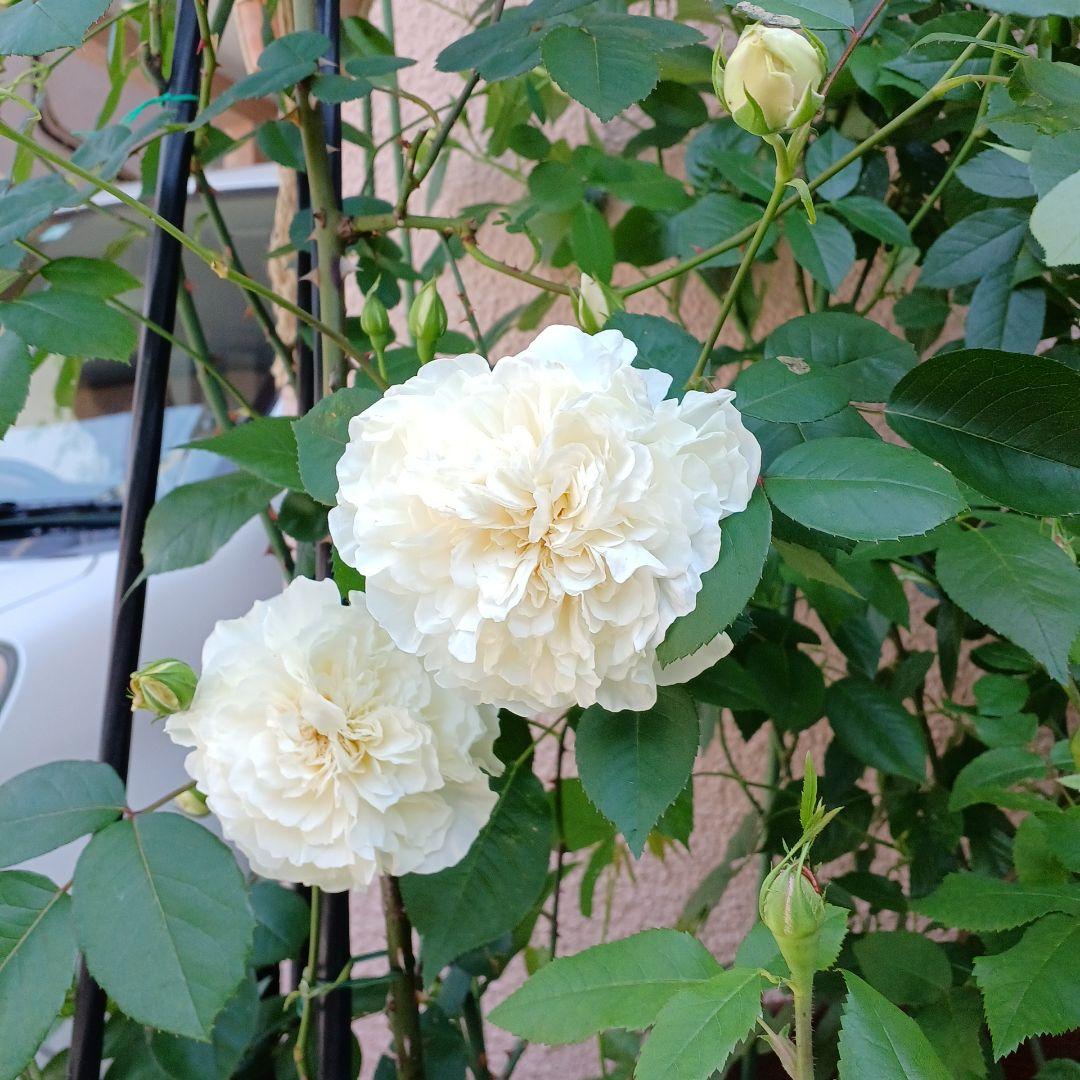 四季咲きツルバラ抜き苗画像9～10