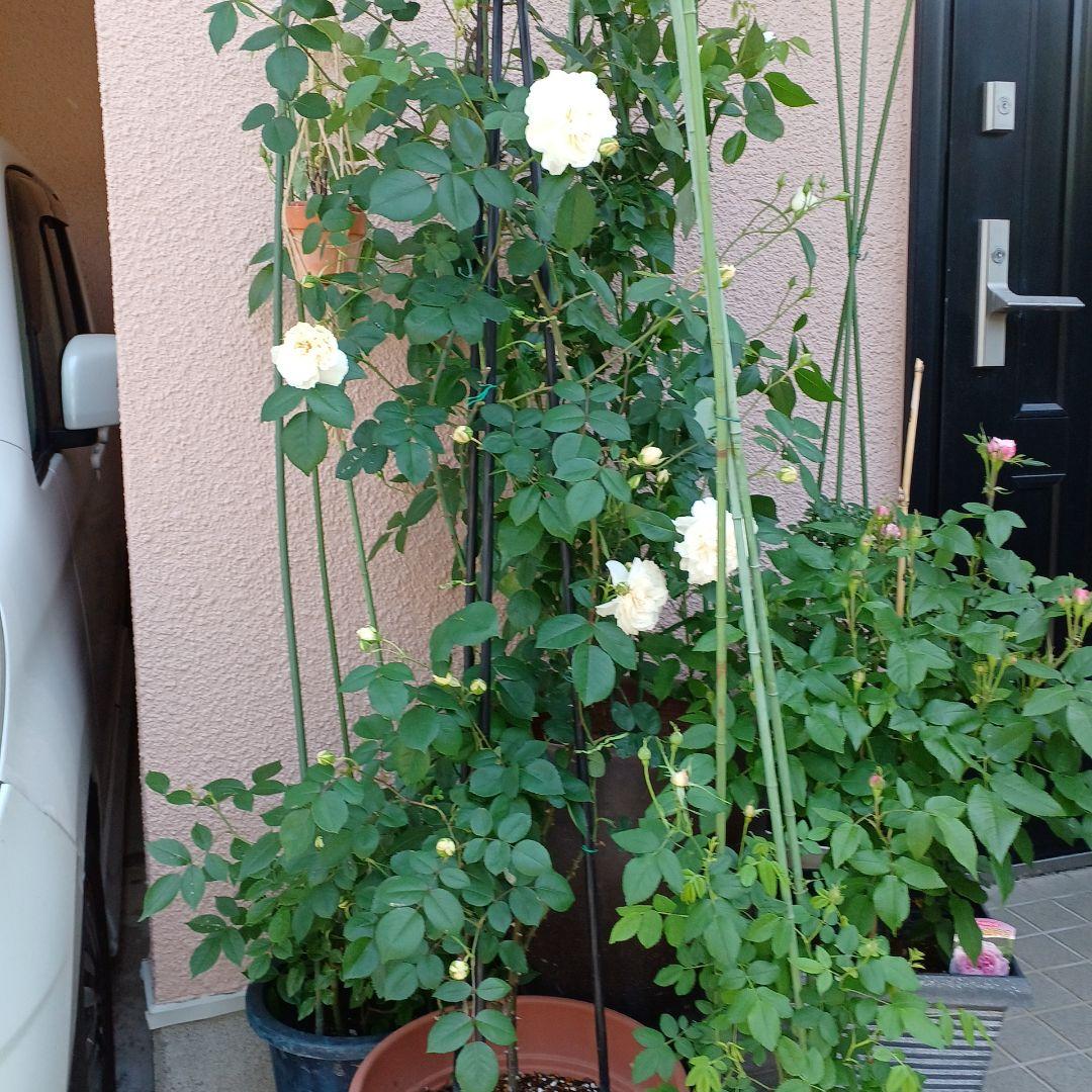 四季咲きツルバラ抜き苗画像9～10