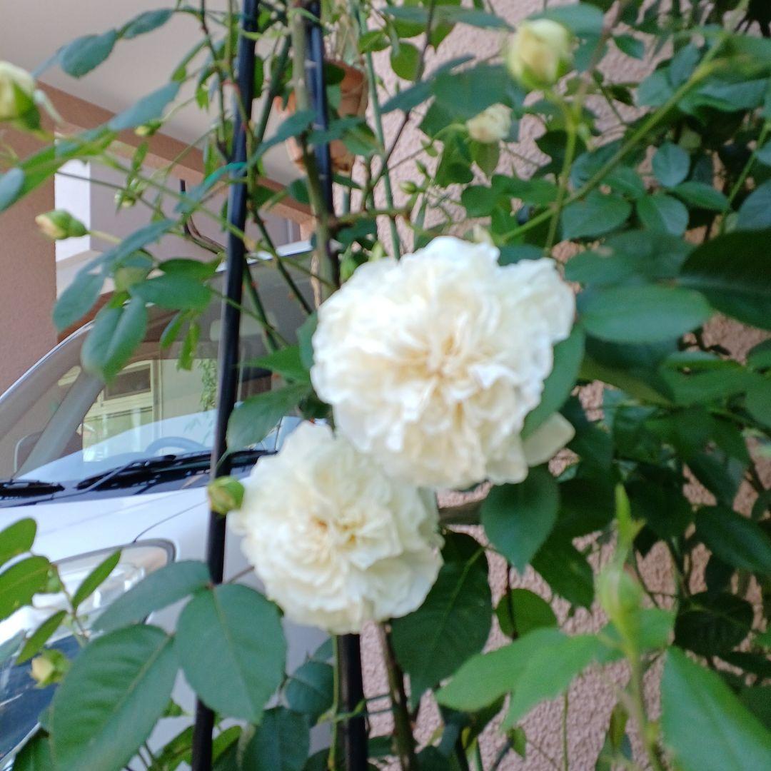 四季咲きツルバラ抜き苗画像9～10