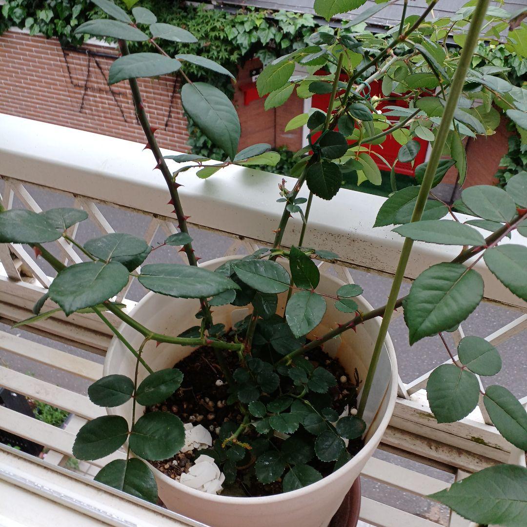 四季咲きツルバラ抜き苗画像9～10