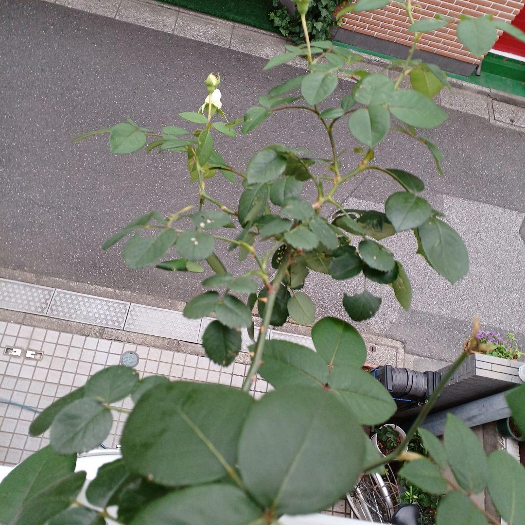 四季咲きツルバラ抜き苗画像9～10