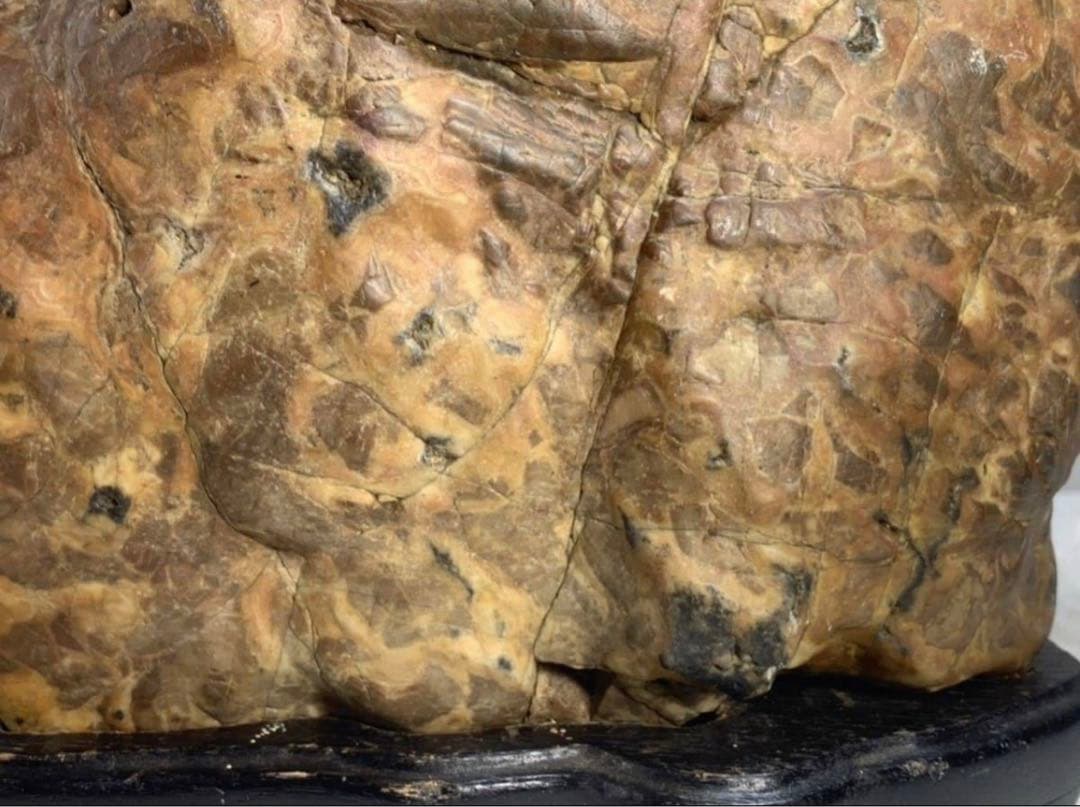 3938瀬田川飴豹石 ウブ 横21×高17×奥行11.5(cm) 5.86kg