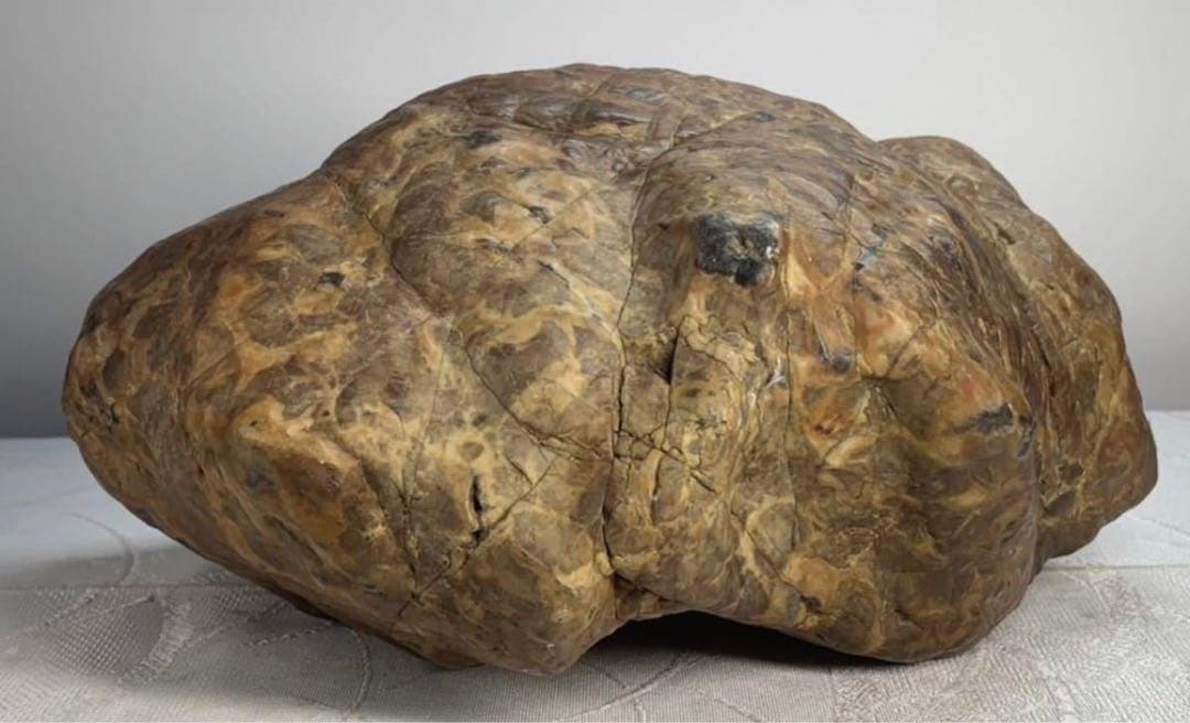 3938瀬田川飴豹石 ウブ 横21×高17×奥行11.5(cm) 5.86kg