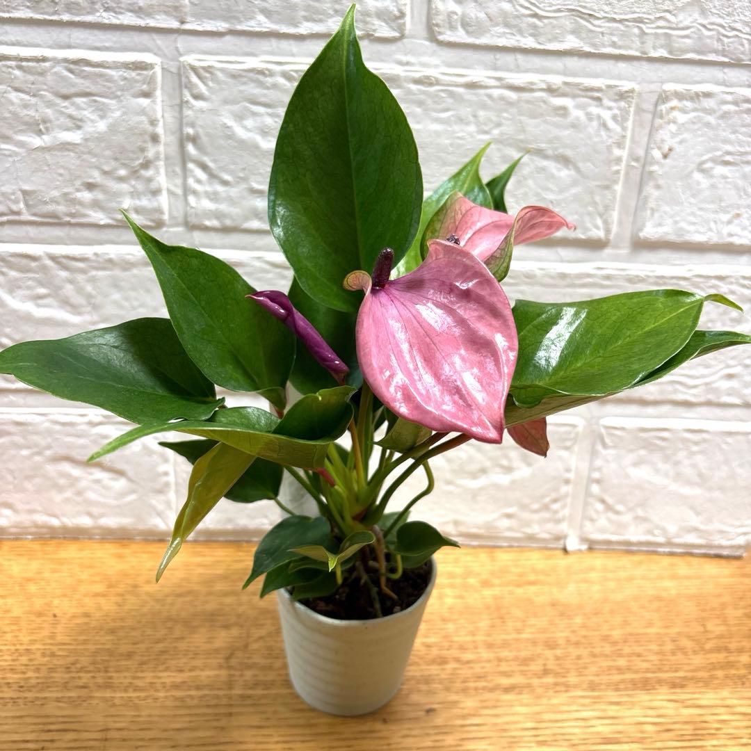 レア♡ミニアンスリウム♡しづき♡詩月♡2号♡ポットごと宅急便コンパクト