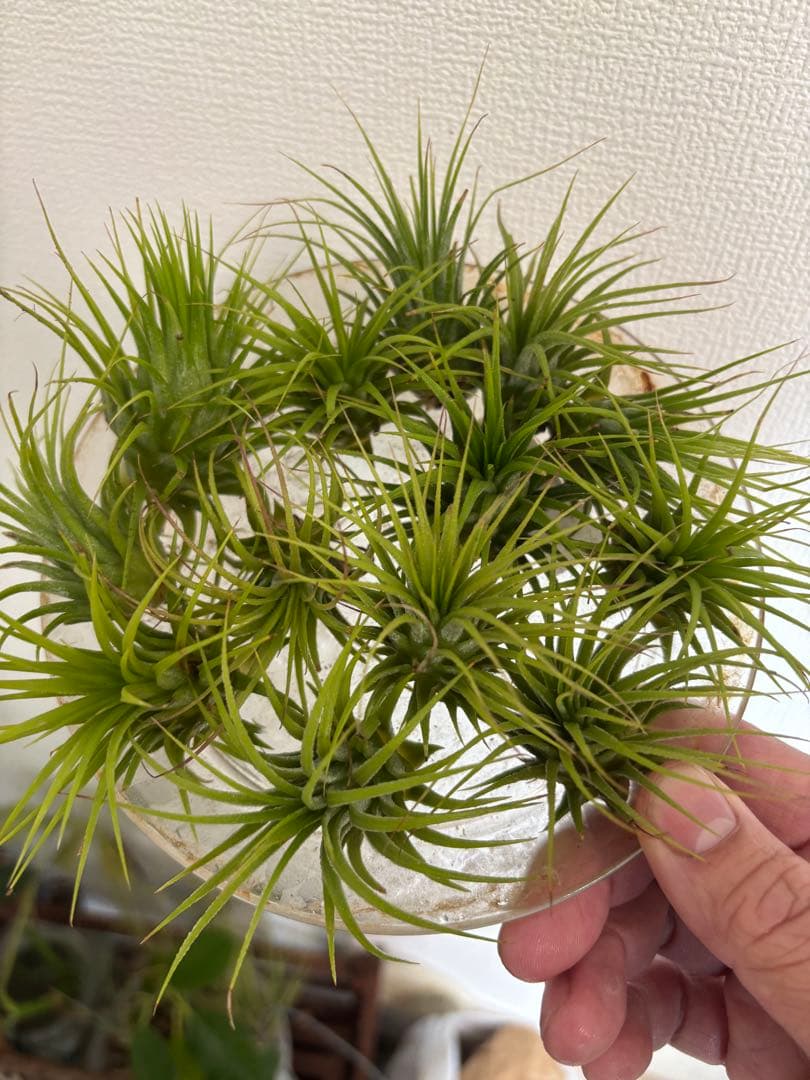 エアープランツ 3株セット