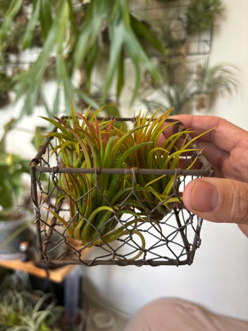 エアープランツ 3株セット